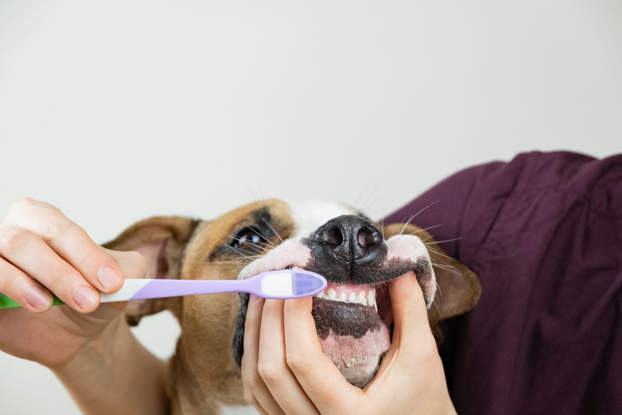 Pet owner cleans teeth of a dog with a toothbrush