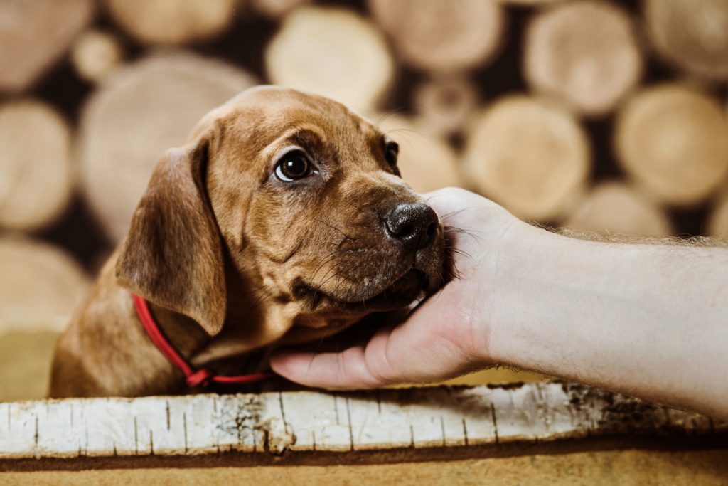 Cute rhodesian ridgeback puppy dog sitting in wood box on wooden background leaning on its master hand, looking in his eyes