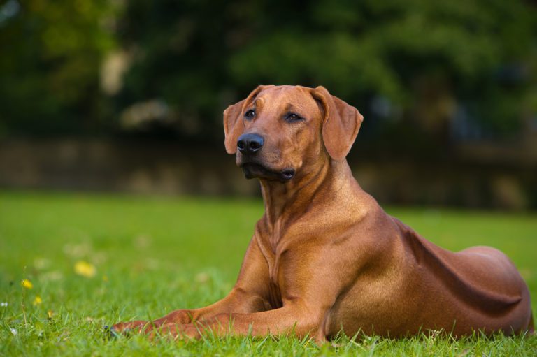 Home - Rhodesian Ridgeback Rescue