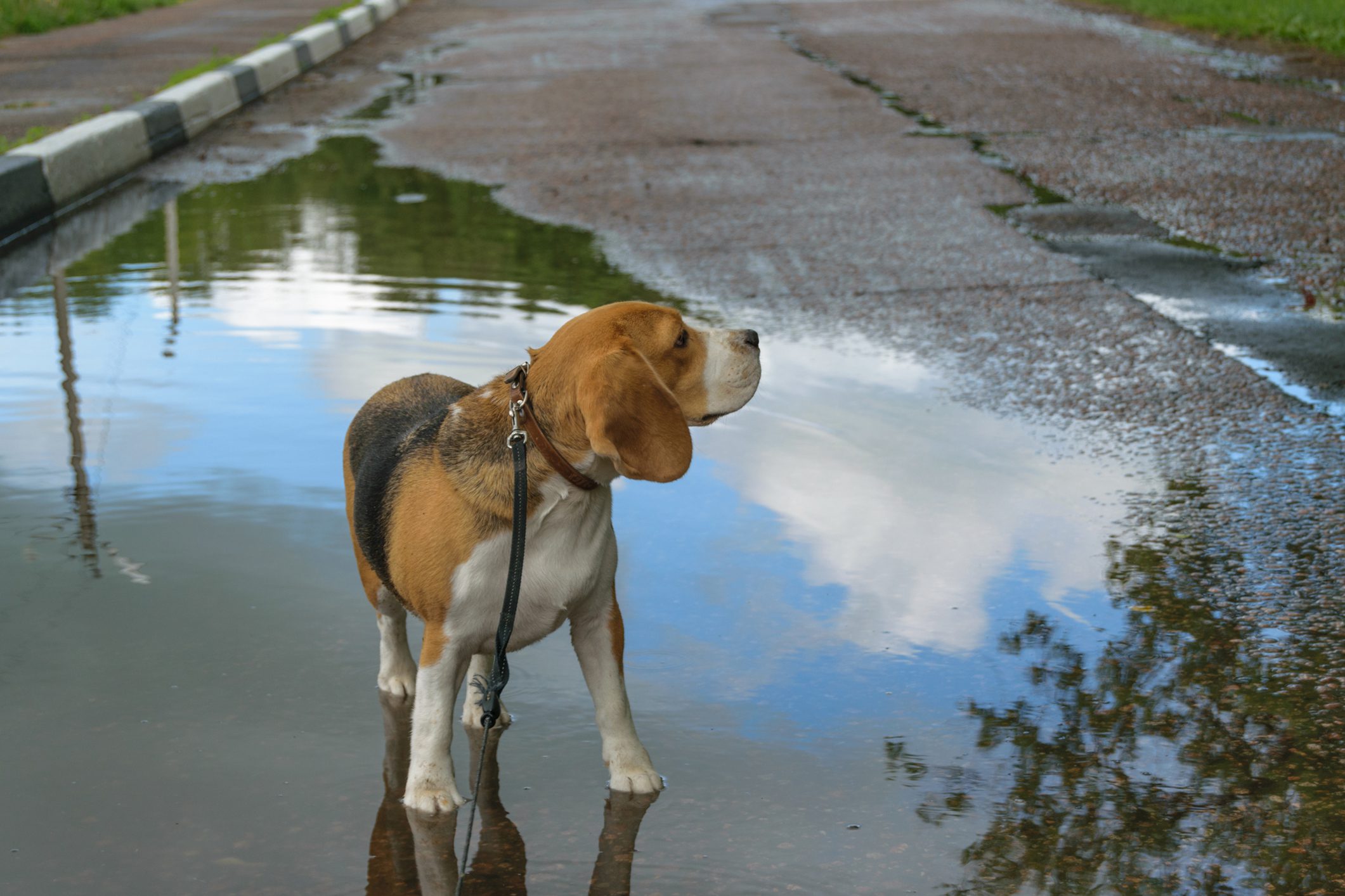 Dog Beagle in the middle of large puddles on the leash after a summer rain on the pavement